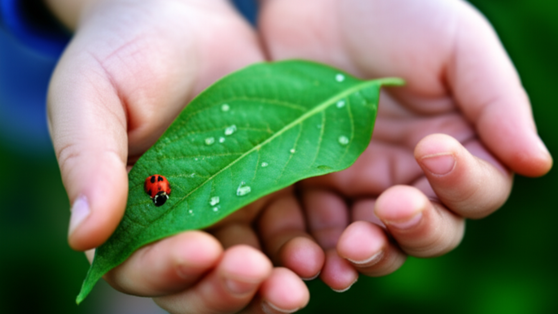 A macro shot of a child's hands gently cupping a vibrant green leaf with morning dew drops, a small 
