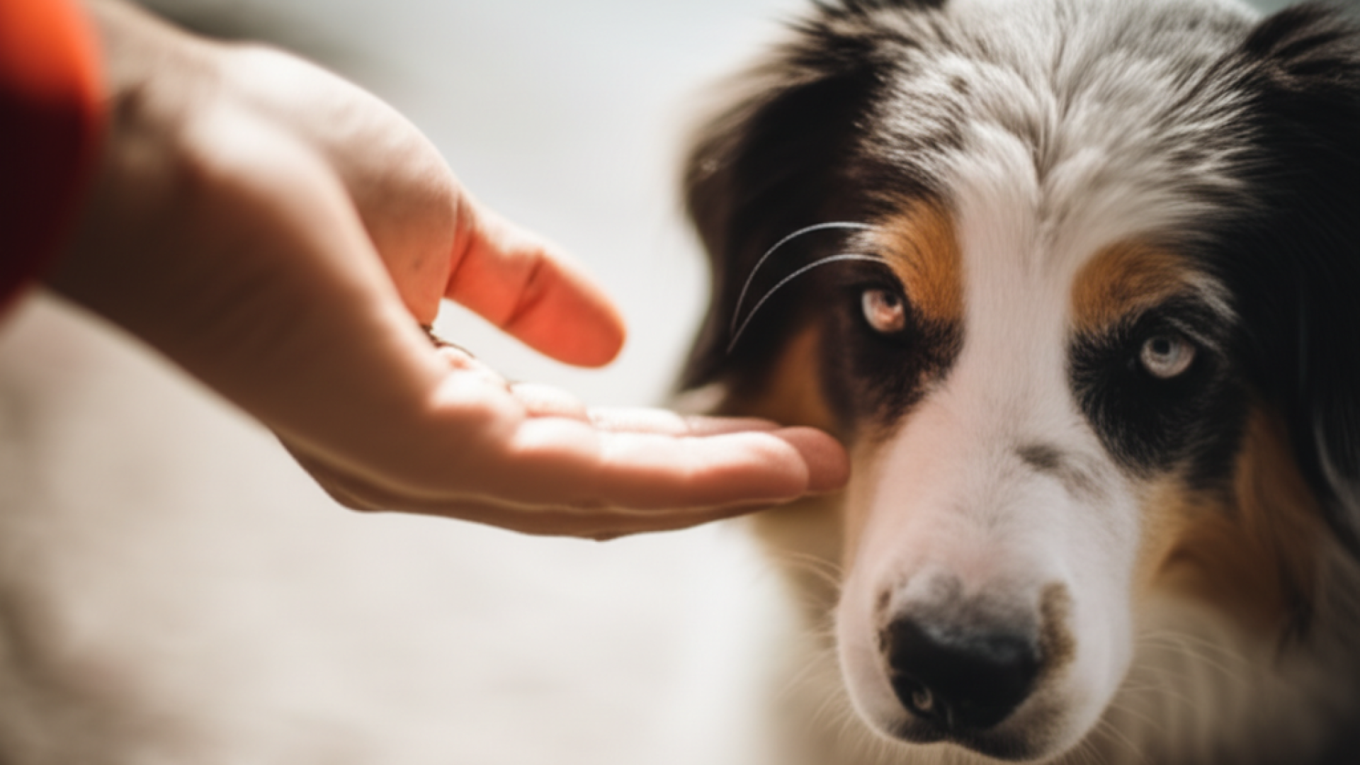 A professional close-up shot of a human hand making a gentle gesture toward a domestic animal, symbo