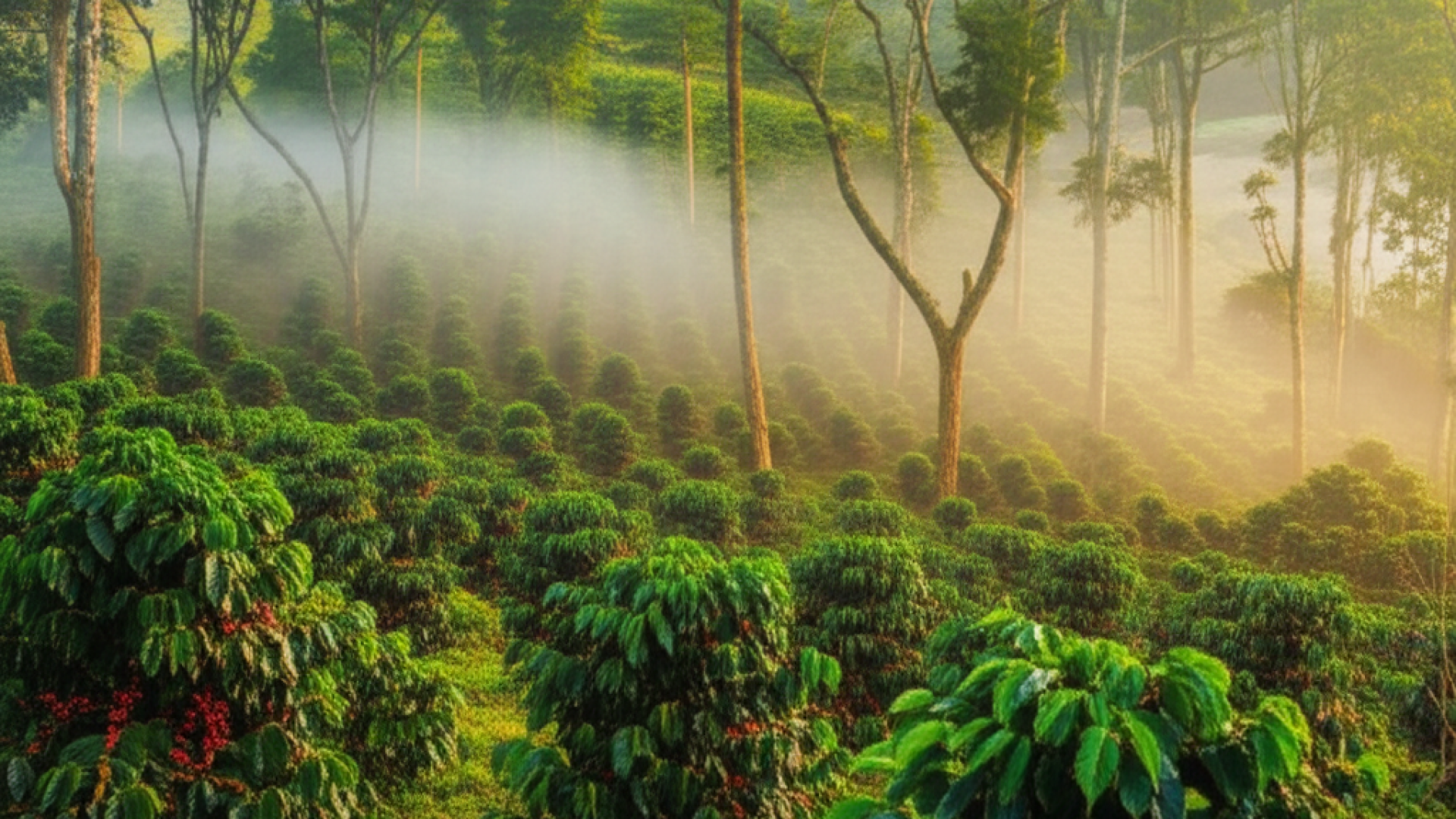 A misty coffee plantation on a lush tropical hillside at sunrise, rows of green coffee bushes with s